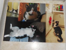 Futterplatzunterlage