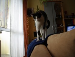 Balanceakt