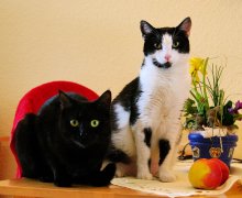 dusty-und-ruby
