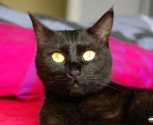 Ruby modelt