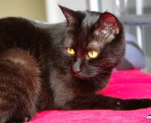Ruby modelt