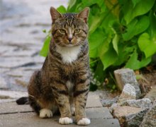 ein prächtiger Kater