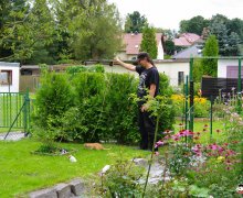 improvisierte Katzenangel