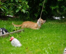 improvisierte Katzenangel