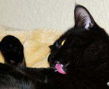 Ruby putzt sich