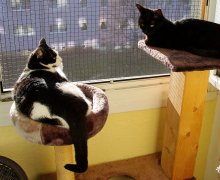 auf dem Balkon