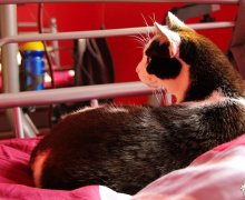Dusty auf dem Bett