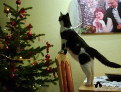 Weihnachtsbaum