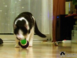 Ball