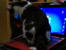Laptop2