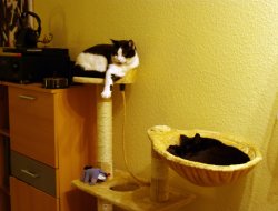 Zwei müde Katzen