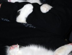 bissiger Kater