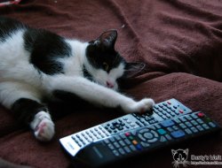 Fernsehen