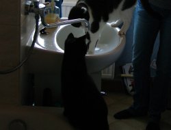 Ruby & Dusty am Wasserhahn