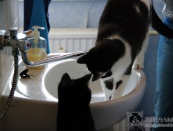 Ruby & Dusty am Wasserhahn