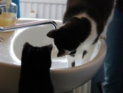Ruby & Dusty am Wasserhahn