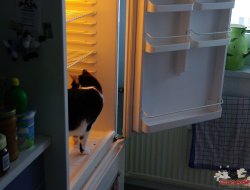Dusty im Kühlschrank