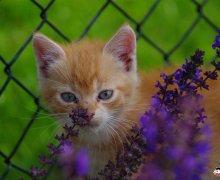 Charly in den Blumen