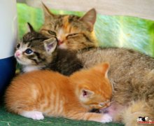 in Familie