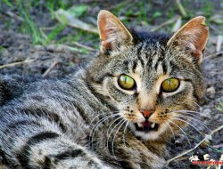 Gartenkatze
