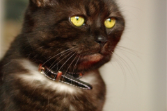 Lilly - 2009-2010
