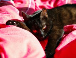 Ruby im Bett