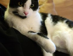Bei Frauchen kuscheln