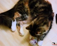 Luna spielt