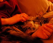 Luna kuschelt bei Frauchen