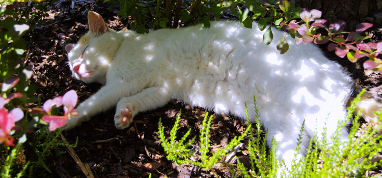 Grüße aus dem Garten Grüße aus dem Garten